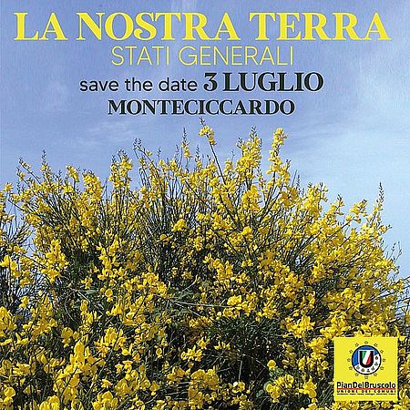 foto con fiori gialli
