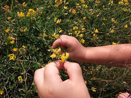 foto con le mani di una bambina che raccoglie i fiori gialli in giardino